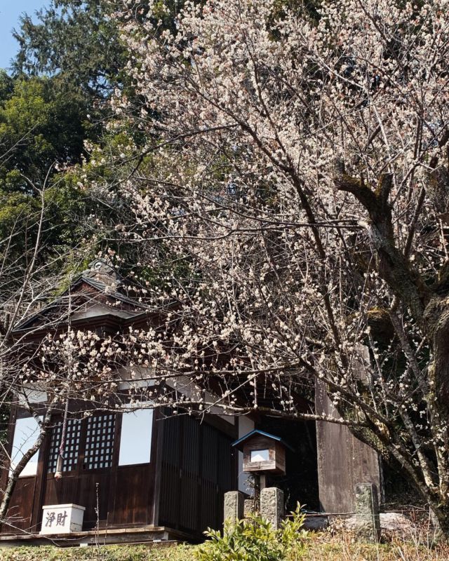 こんにちは😃
今日は暖かく気持ちのいい天気でした☀️
宇都宮の帰りに綺麗な桜を発見📸
各所で少しずつ咲き始めましたね♪
満開が楽しみです🌸

⬇️さくら祭り開催中⬇️
プロフィールに、オンラインショップのURLがございます。
有限会社稲見商店卵工房
〒324-0018 栃木県大田原市上奥沢字上谷地587-2
TEL0287-22-2421 

 #稲見商店#那須御養卵 #日光御養卵#極 #たまご #TKG #卵かけご飯 #さくら#自販機#直売#たまご工房#栃木#大田原#イベント#いなみの日#お得#ギフト#純国産鶏#限定#桜祭り#数量限定#春休み