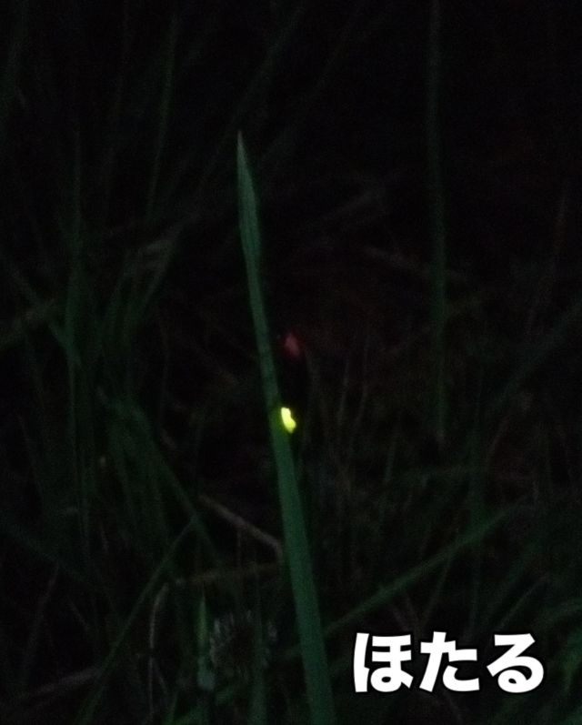こんにちは😊
夜の農道ウォーキング中に
「ほたる」発見💡
この時期はこれがあるから歩くのが楽しみ🚶🏽‍♂️💨
年々数が減ったり、見れるポイントが変わったりしています。ほたるを見ることができるだけでも感謝です。

#蛍#農道#ウォーキング#健康#ダイエット#極