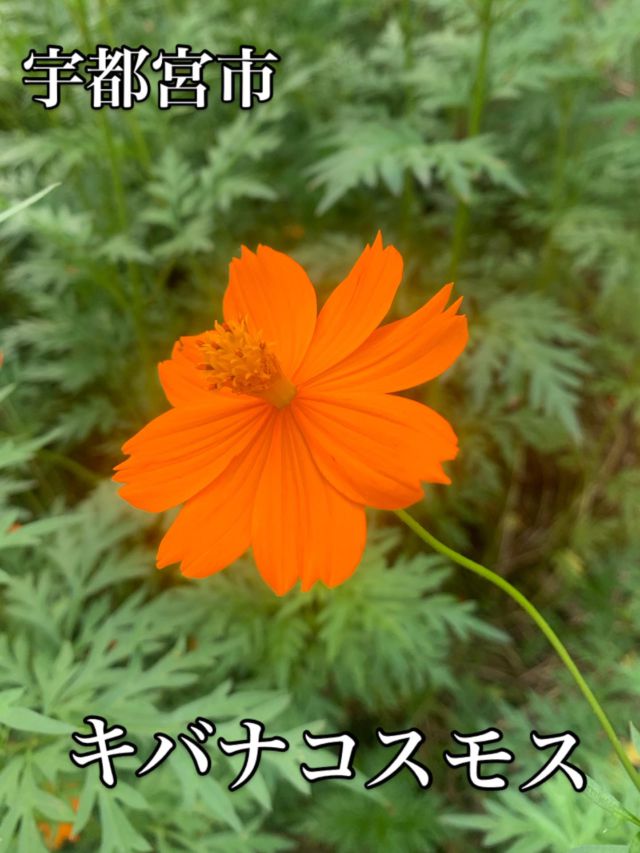 こんにちは😃
8月24日うつのみや文化の森南側にあるキバナコスモス群生地に訪問
駐車場より少し歩いた先にオレンジ一面のキバナコスモスがありました。暑い日でしたが小川のせせらぎ、蝉の声、コスモスは暑さを忘れさせてくれました😌

#宇都宮#美術館#うつのみや文化の森#キバナコスモス#🌼